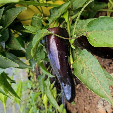 Pimiento Corno di Toro violeta.