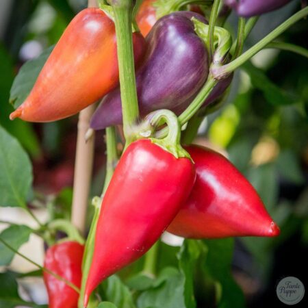 Pimiento Oda Long