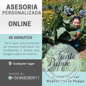 Sesión personalizada de asesoría de huerto online con Huerto Tantepuppe