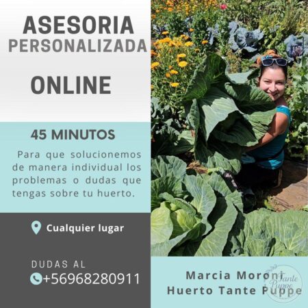 Sesión personalizada de asesoría de huerto online con Huerto Tantepuppe