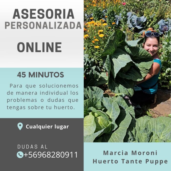 Asesoría personalizada online Sesión personalizada de asesoría de huerto online con Huerto Tantepuppe