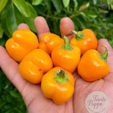 Ají Mini Bell Orange