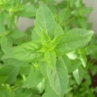 albahaca-limon