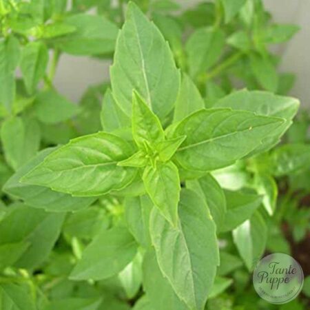 albahaca-limon
