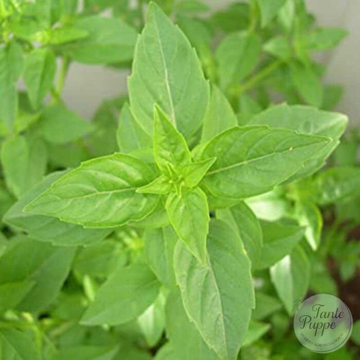 albahaca-limon albahaca-limon