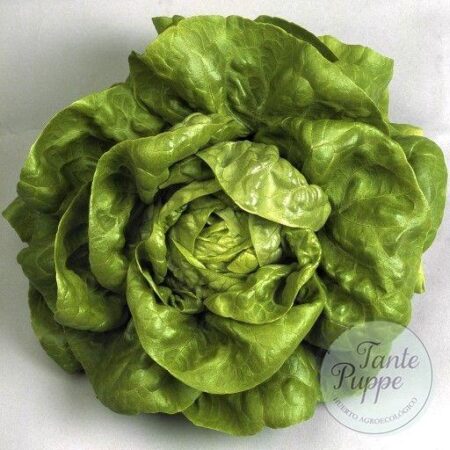 Lechuga Gallega de invierno.