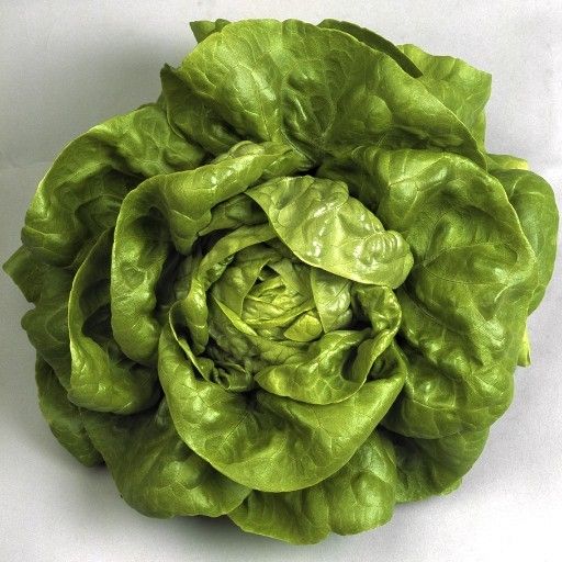 lechuga-gallega-de-invierno lechuga-gallega-de-invierno