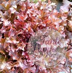 lechuga_red_salad_bowl lechuga_red_salad_bowl