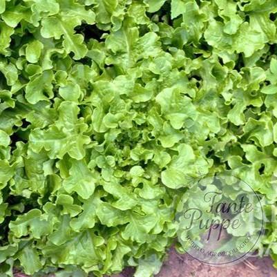 Lechuga Salad Bowl