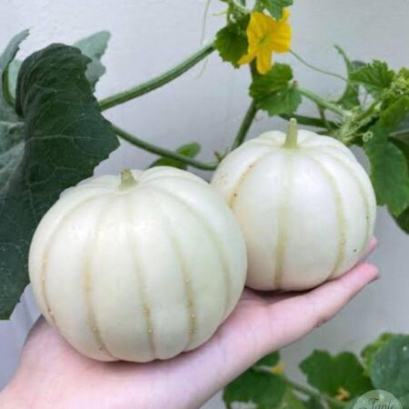 Melón Kiku