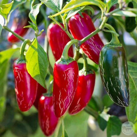 Pimiento Nadapeño