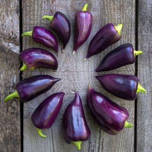 Pimiento Violet sparkle