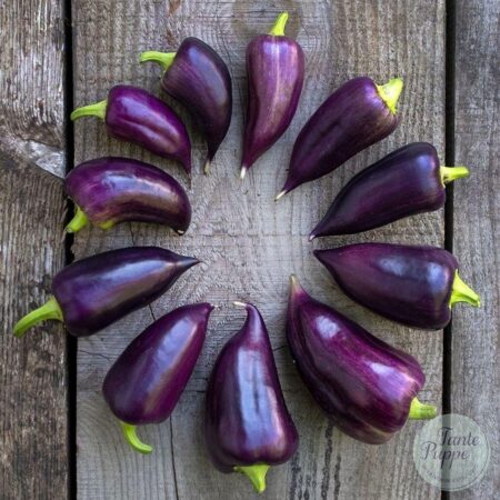 Pimiento Violet sparkle