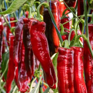 Pimiento Palermo naranjo