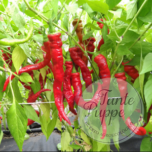 Pimiento Sigaretta di Bergamo
