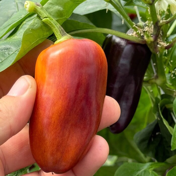 2025/04/1000166838.jpg 2025/04/1000166838.jpg