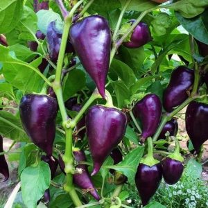 Pimiento Nocturne