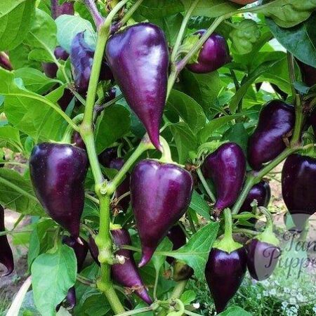 Pimiento Nocturne