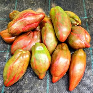 Tomate Tulip