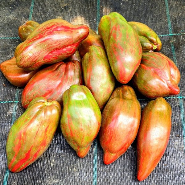 Tomate Tulip
