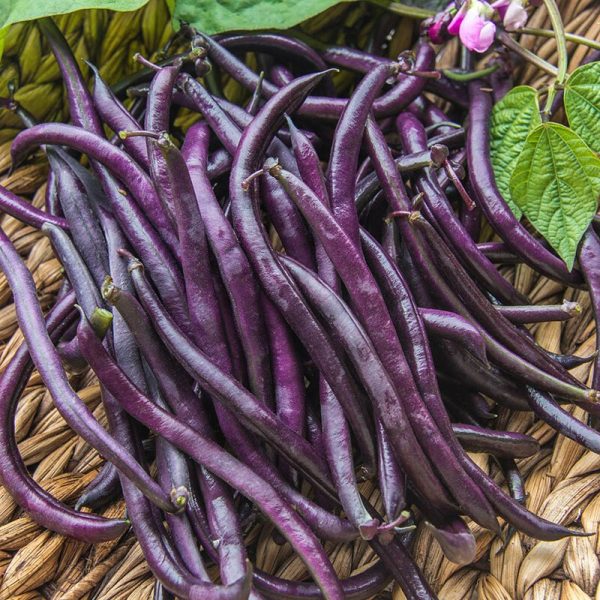 Poroto Royal burgundy