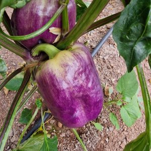 Pimiento Purple smudge