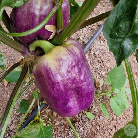 Pimiento Purple smudge.