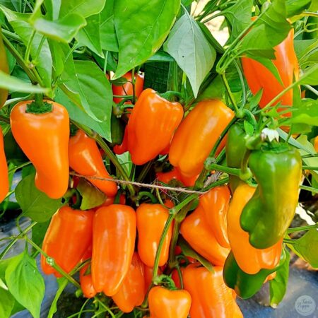 Pimiento Lonely box orange.
