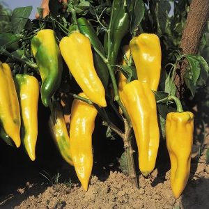 Pimiento Ramiro amarillo
