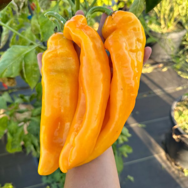 Pimiento Palermo naranjo - Imagen 2