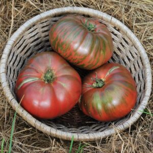 Tomate Adelaide Festival Dwarf