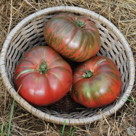 Tomate Adelaide Festival Dwarf