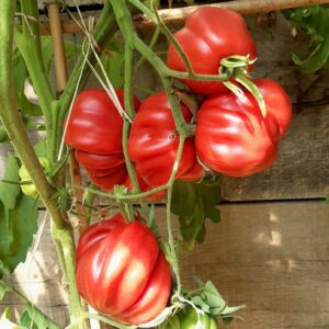 Tomate Cotelee de Valence