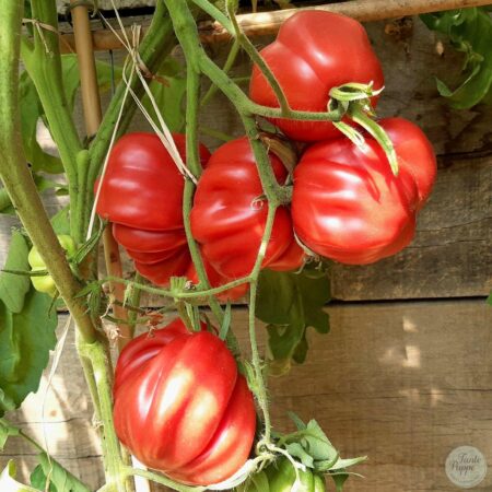 Tomate Cotelee de Valence