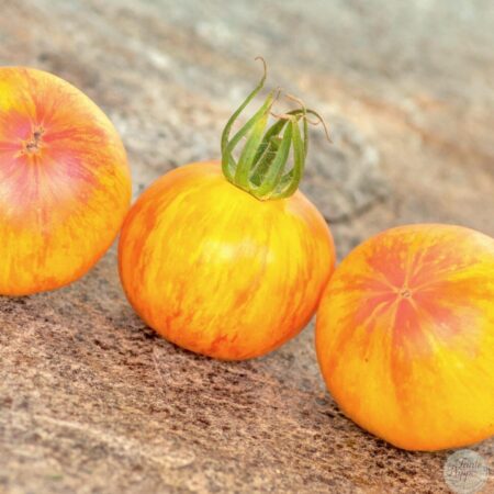 Tomate Dark sunset