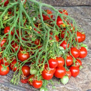 Tomate Dwarf geranium kiss multiflora