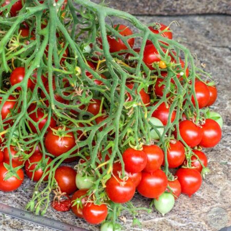 Tomate Dwarf geranium kiss multiflora