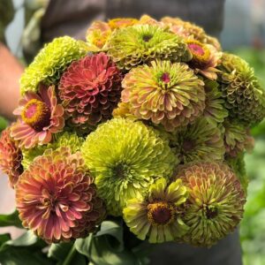 Zinnias Queen lime
