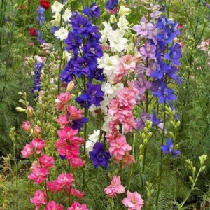 Delphinium