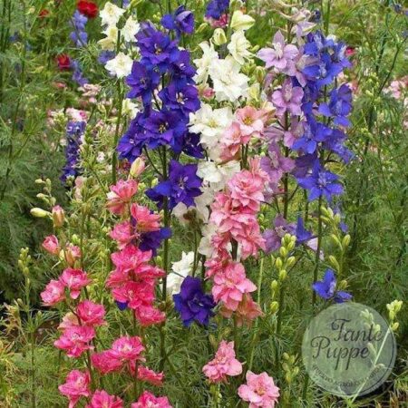 Delphinium