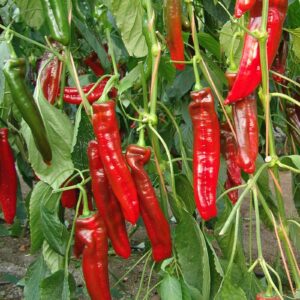 Pimiento