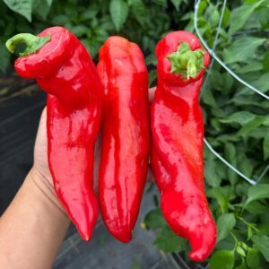 Pimiento Palermo