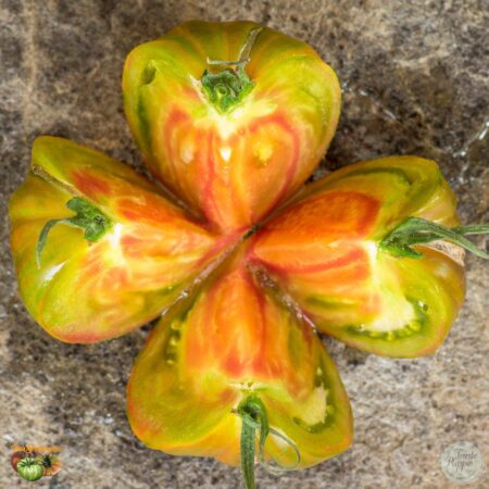 Tomate Summer of love