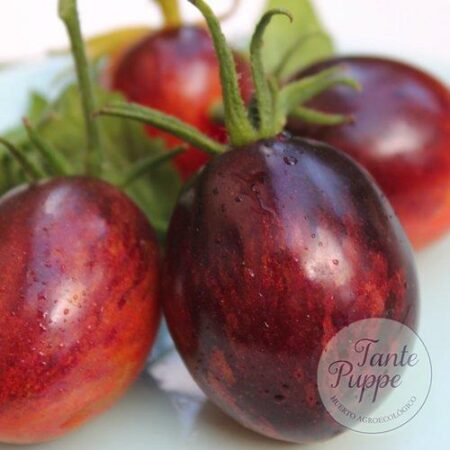 Tomate Purple dragon