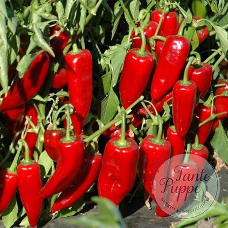 Pimiento sweet