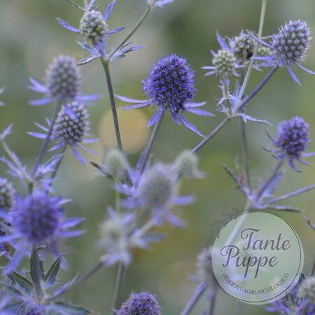 Eryngium