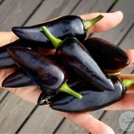 Ají Jalapeño azabache