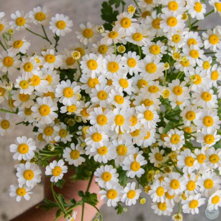 Matricaria