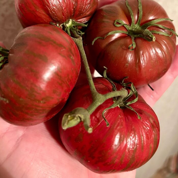 Tomate Adelaide Festival Dwarf de color rojo púrpura y vetas verdes en Huerto Tante Puppe