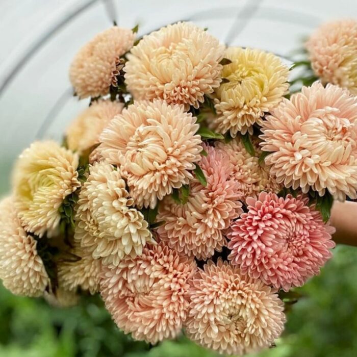 aster salmon2 aster salmon2